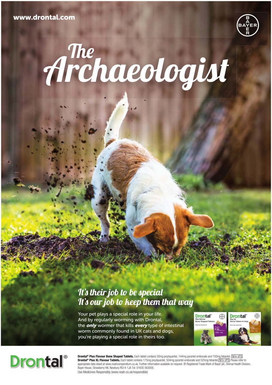 Dogs Today Magazine Preview Pages