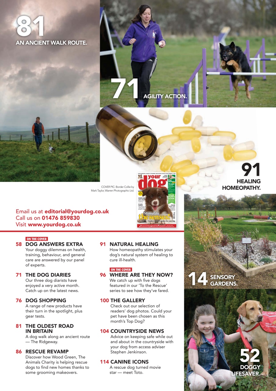 Your Dog Preview Pages