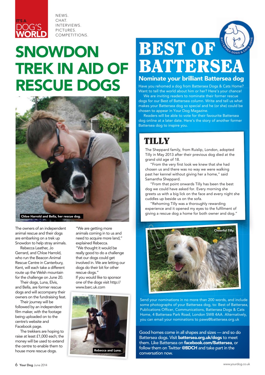 Your Dog Preview Pages