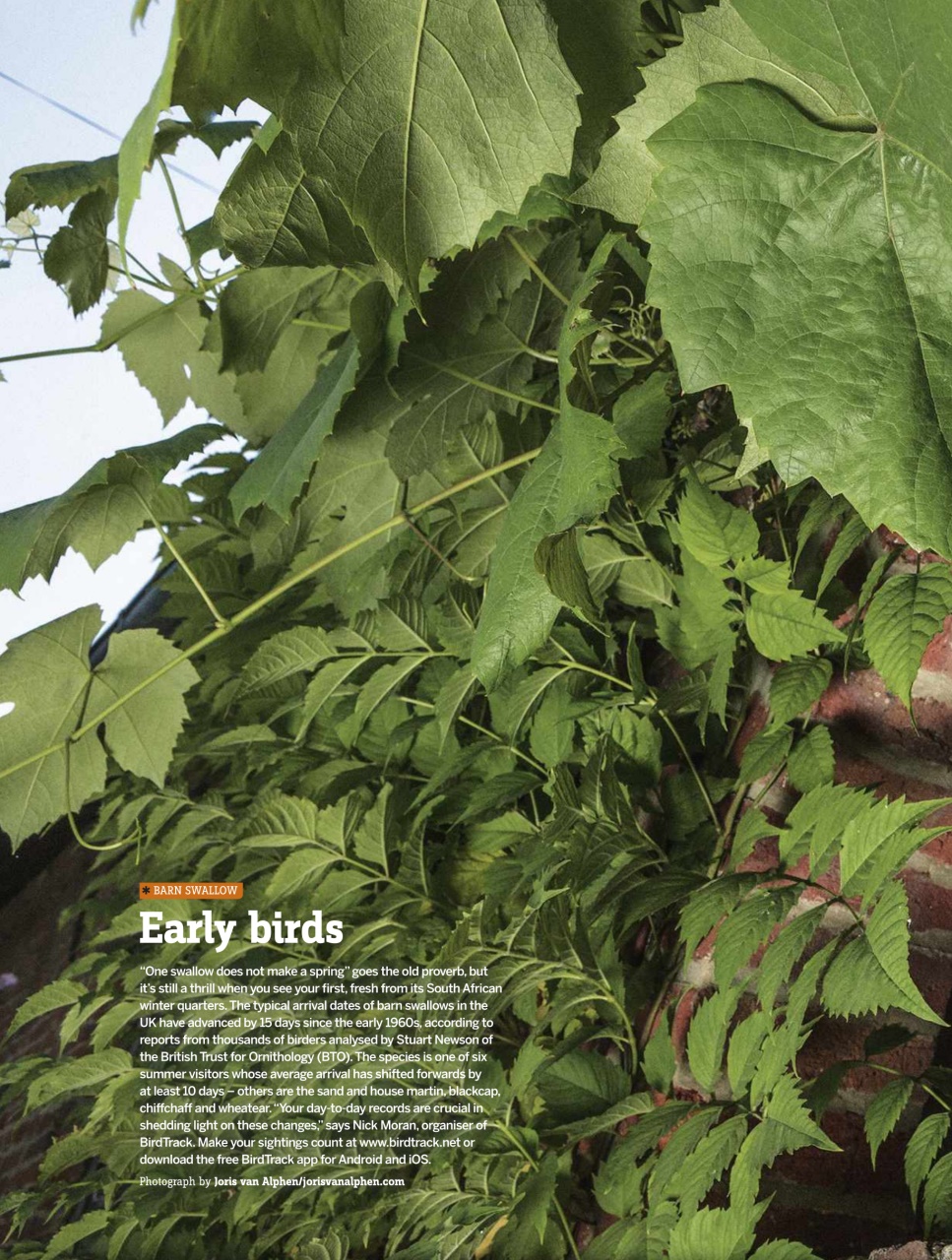 BBC Wildlife Magazine Preview Pages