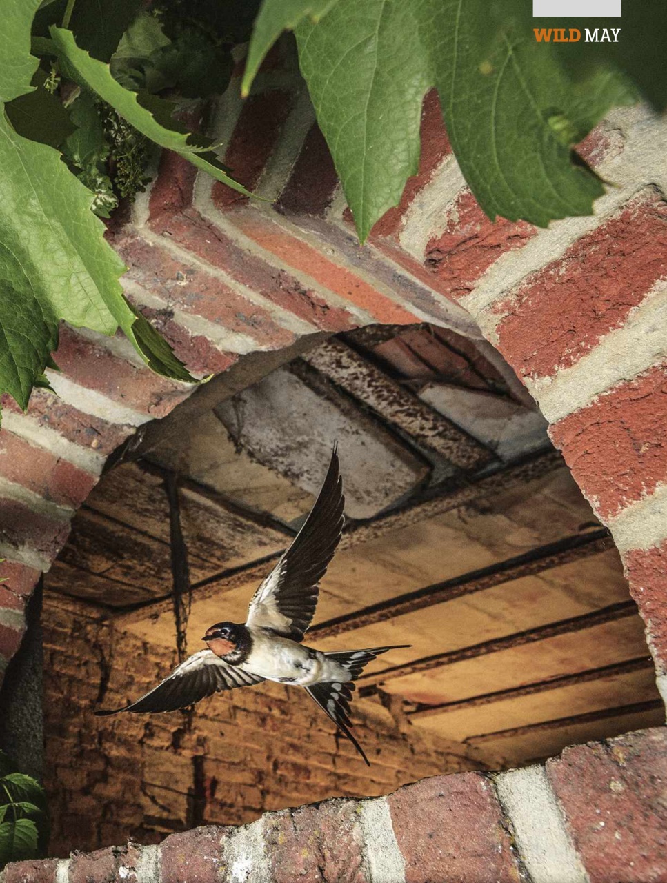 BBC Wildlife Magazine Preview Pages