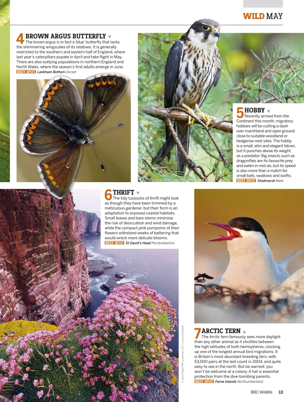 BBC Wildlife Magazine Preview Pages