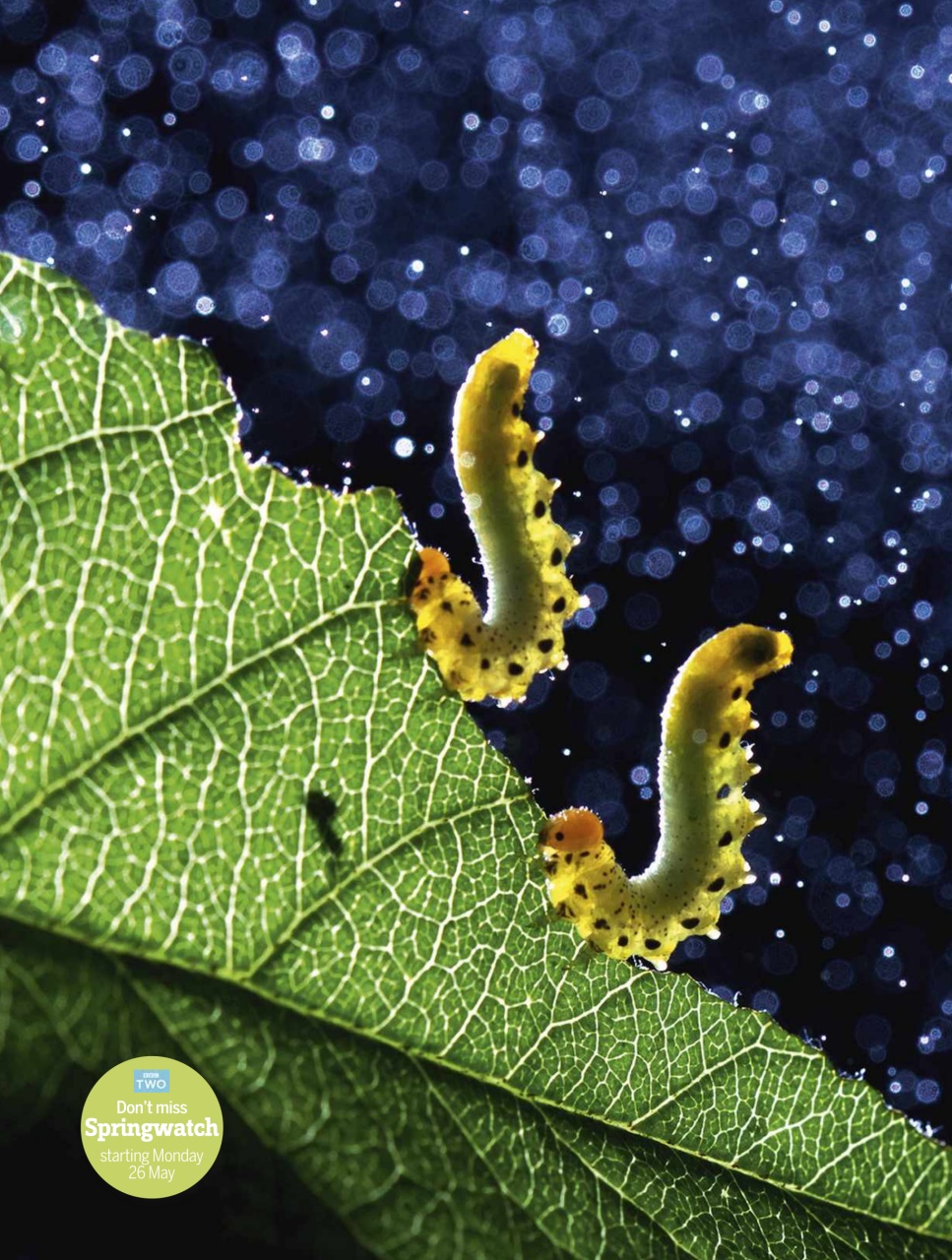 BBC Wildlife Magazine Preview Pages