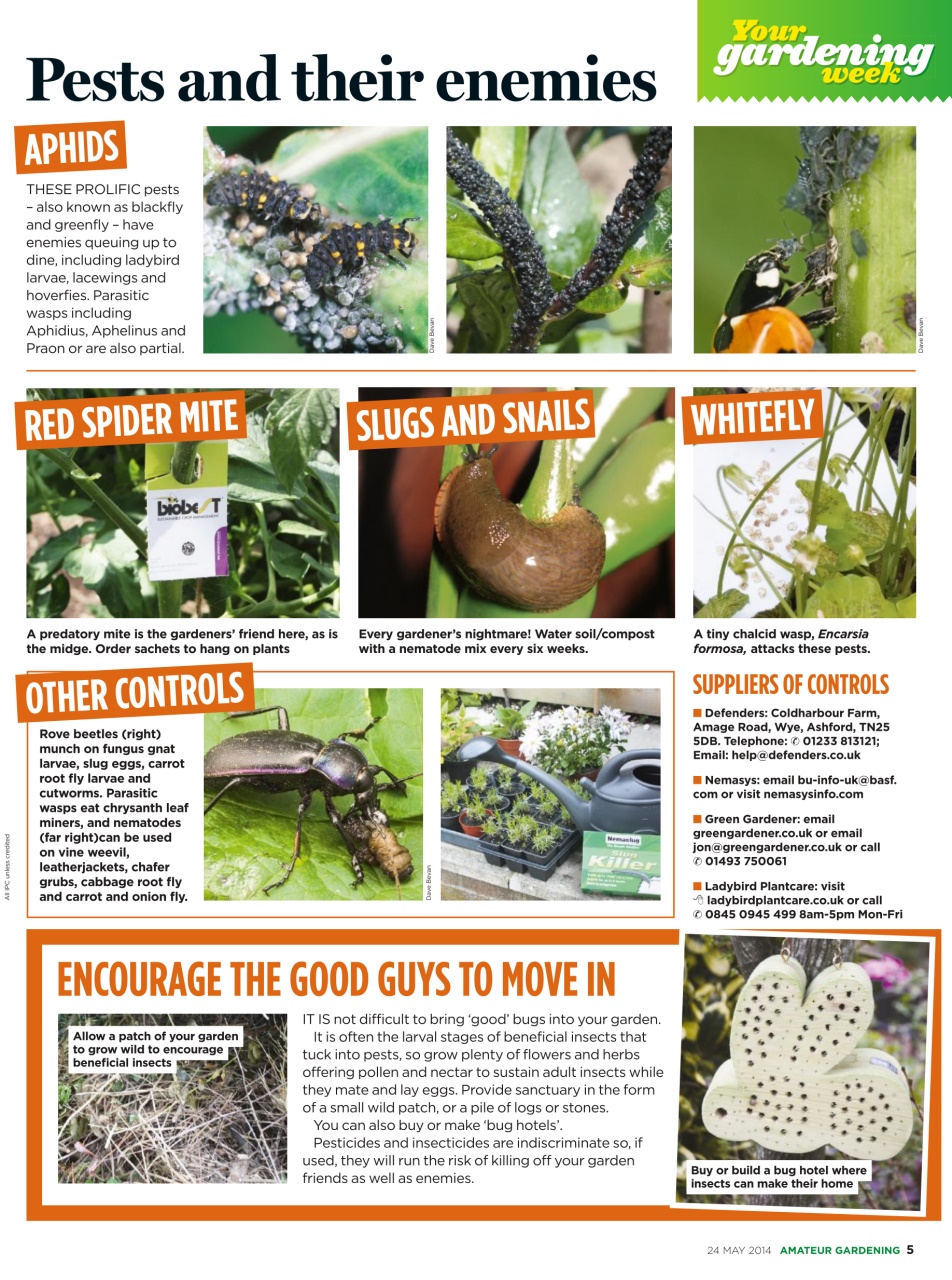 Amateur Gardening Preview Pages