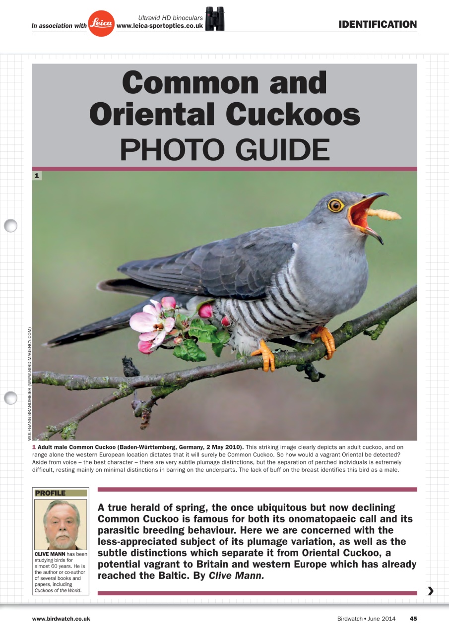 Birdwatch Magazine Preview Pages