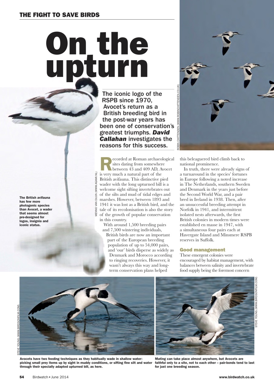Birdwatch Magazine Preview Pages