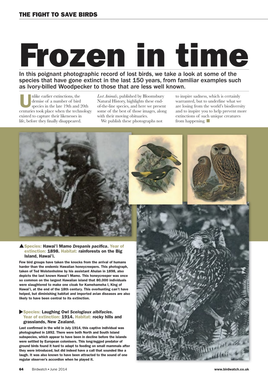 Birdwatch Magazine Preview Pages