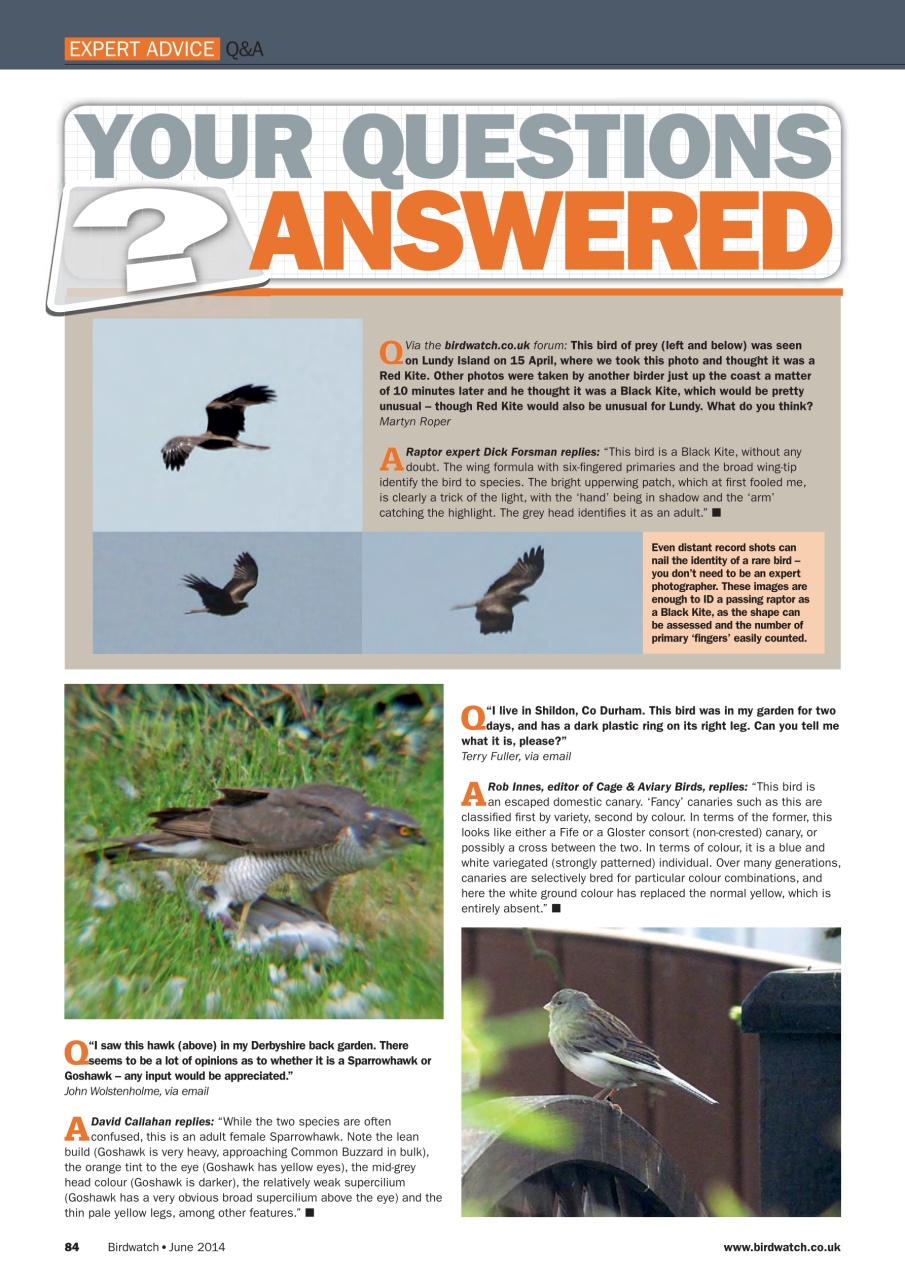 Birdwatch Magazine Preview Pages