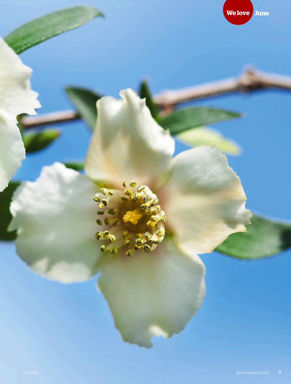 BBC Gardeners’ World Magazine Preview Pages