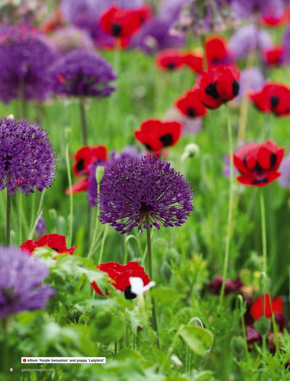 BBC Gardeners’ World Magazine Preview Pages