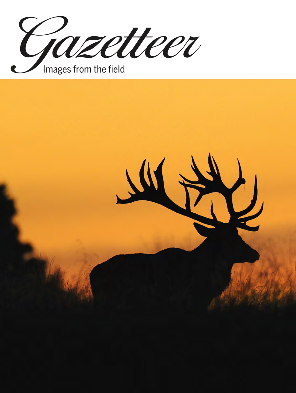 Shooting Gazette Preview Pages