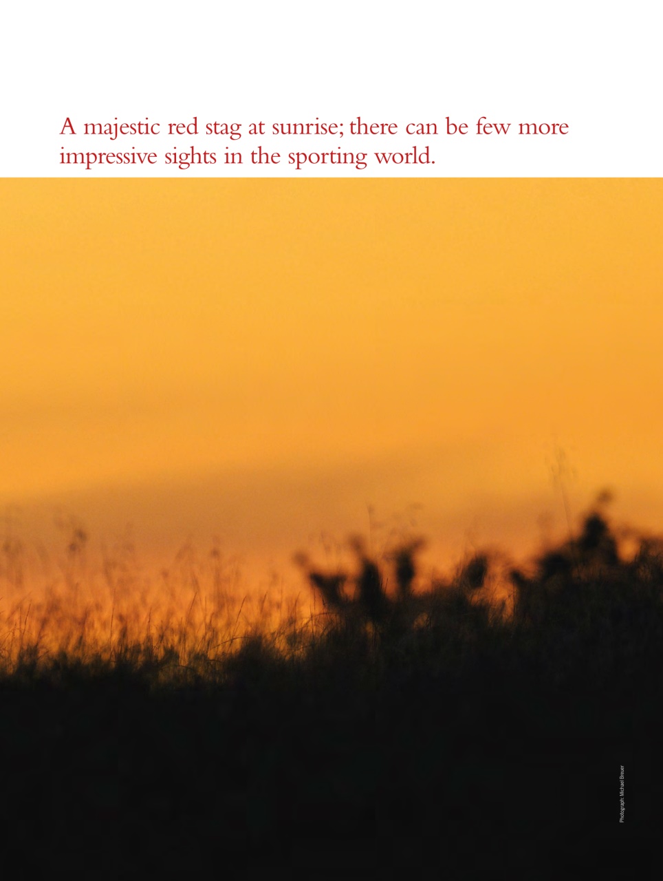 Shooting Gazette Preview Pages