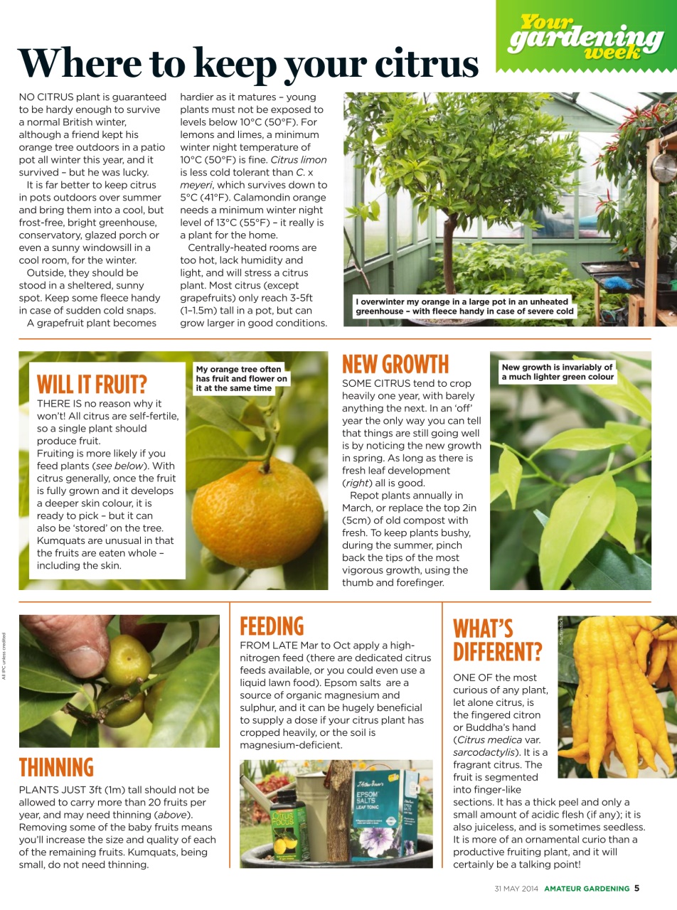 Amateur Gardening Preview Pages