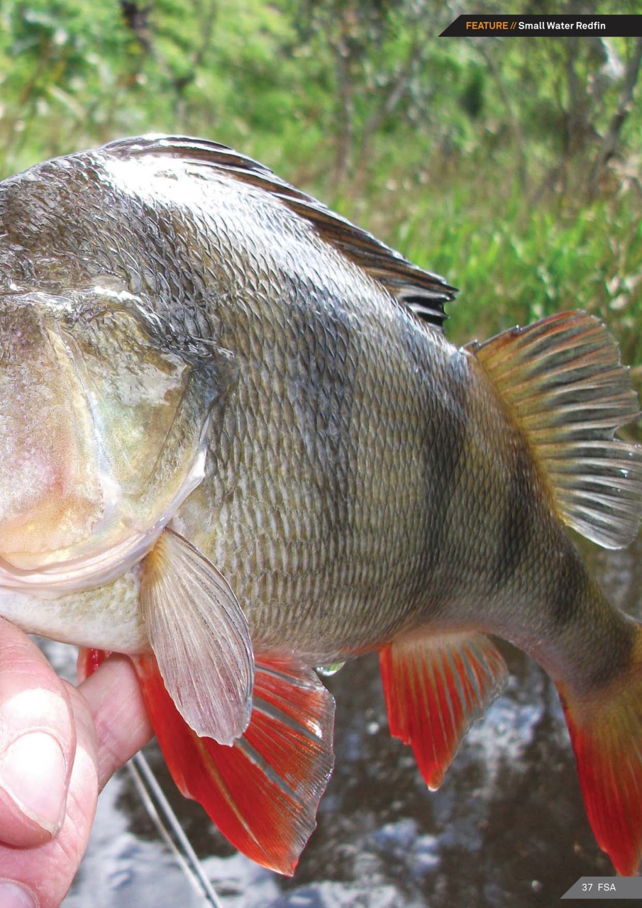 Fishing SA Preview Pages