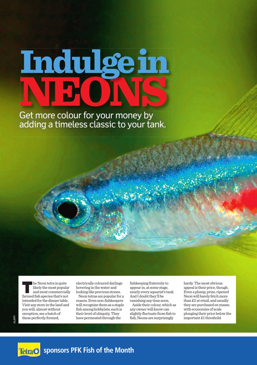 Practical Fishkeeping Preview Pages