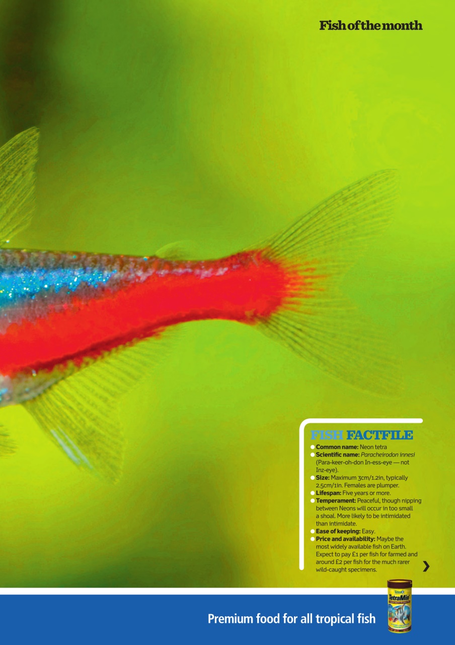 Practical Fishkeeping Preview Pages