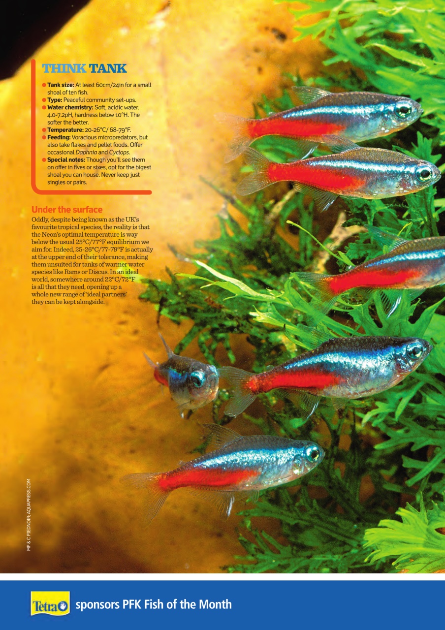 Practical Fishkeeping Preview Pages