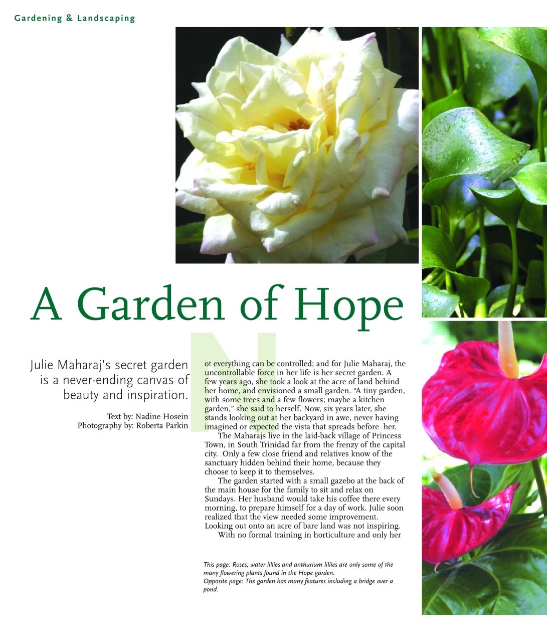 Island Life Preview Pages