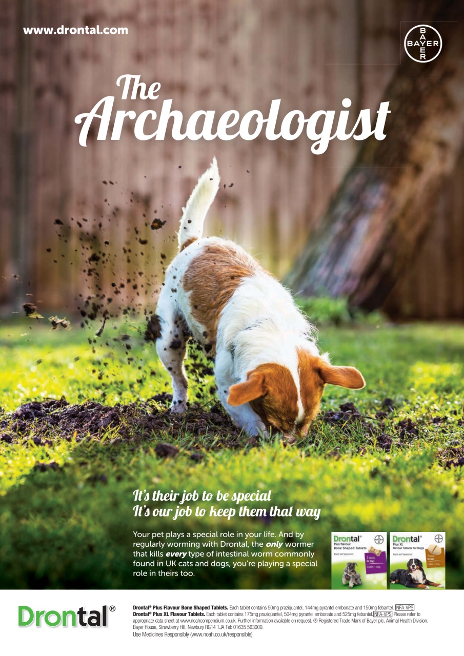 Your Dog Preview Pages