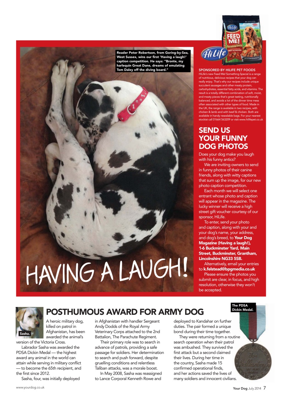 Your Dog Preview Pages