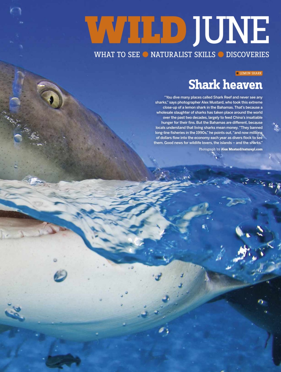 BBC Wildlife Magazine Preview Pages