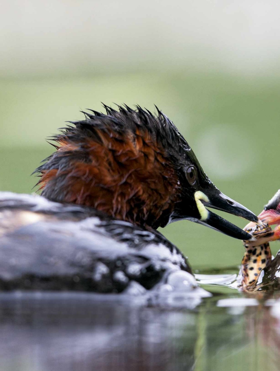 BBC Wildlife Magazine Preview Pages