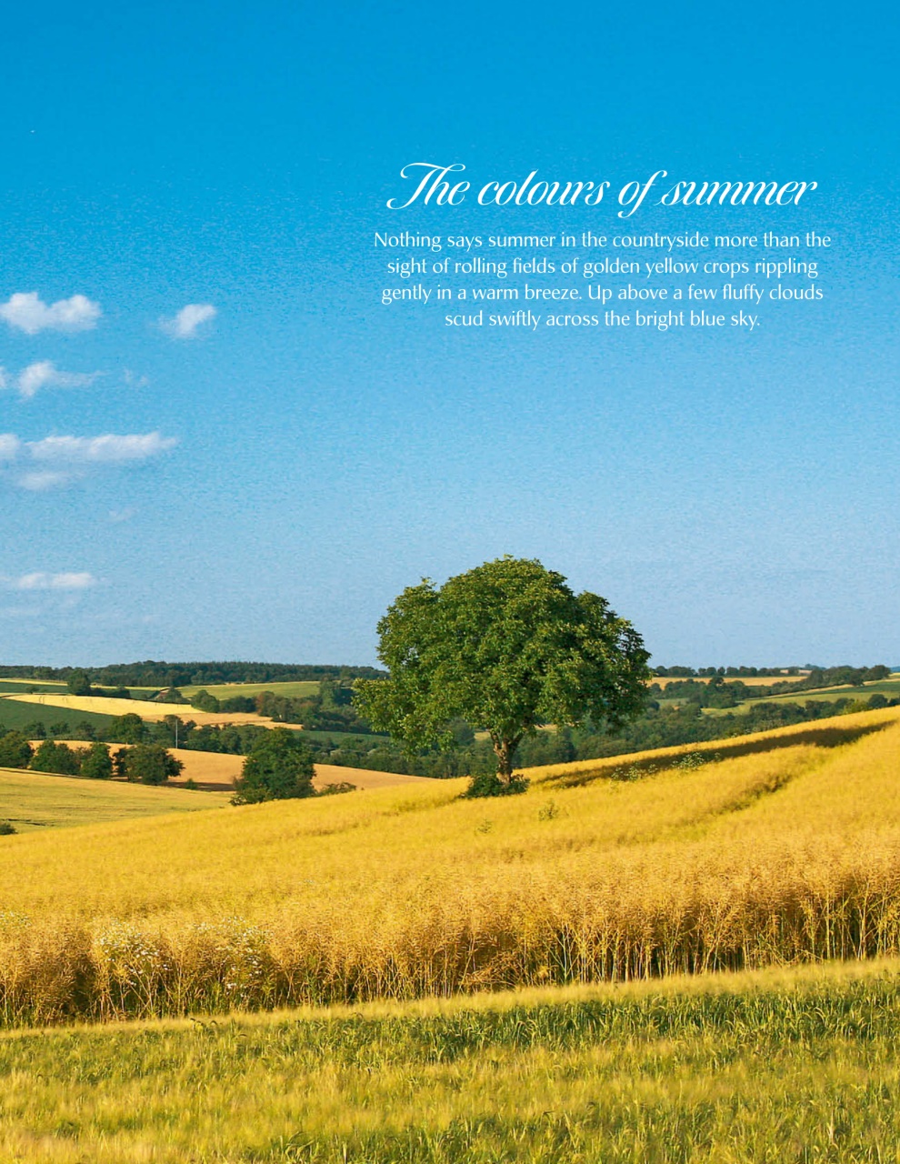 LandLove Magazine Preview Pages
