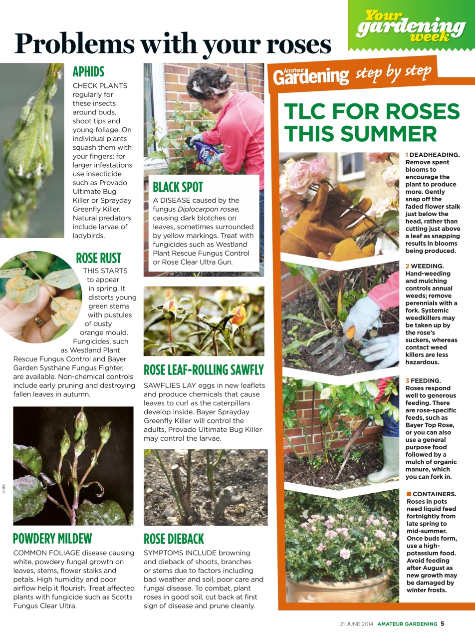 Amateur Gardening Preview Pages