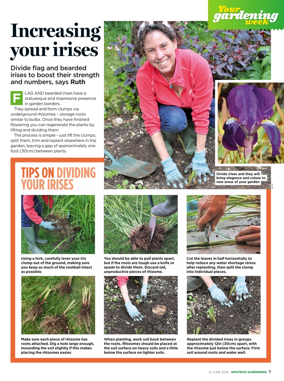 Amateur Gardening Preview Pages