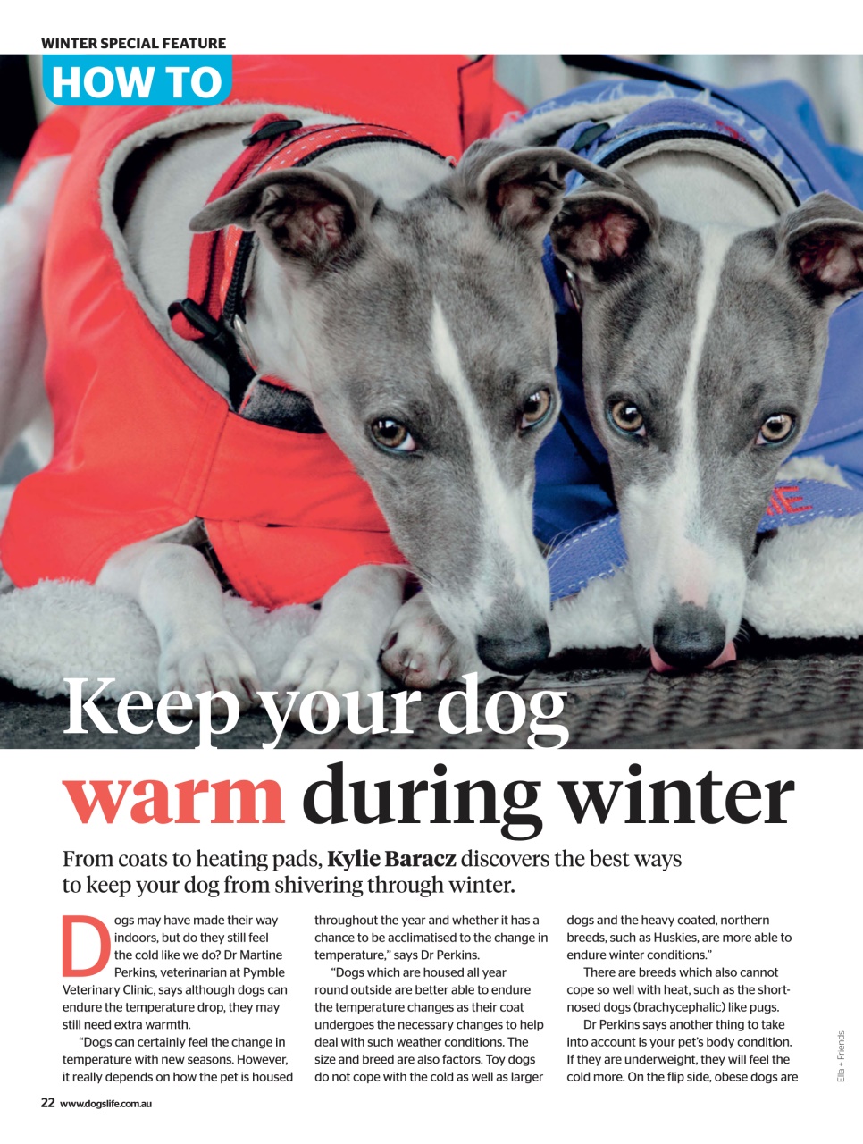 Dogs Life Preview Pages