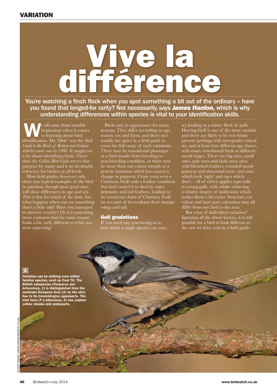 Birdwatch Magazine Preview Pages