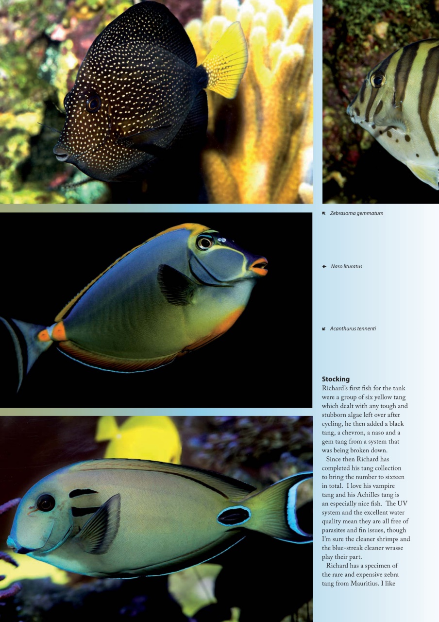 UltraMarine Magazine Preview Pages