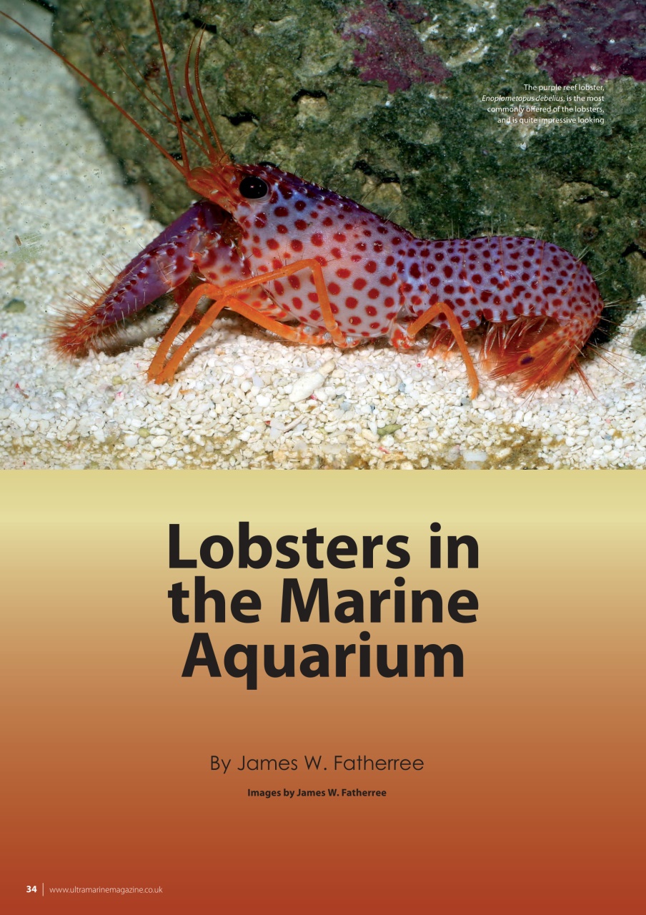 UltraMarine Magazine Preview Pages