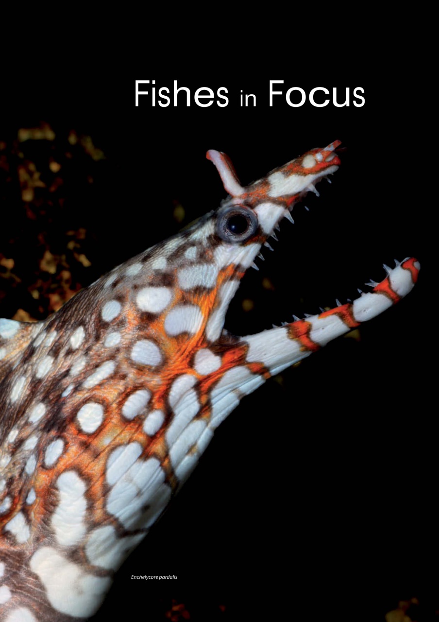 UltraMarine Magazine Preview Pages