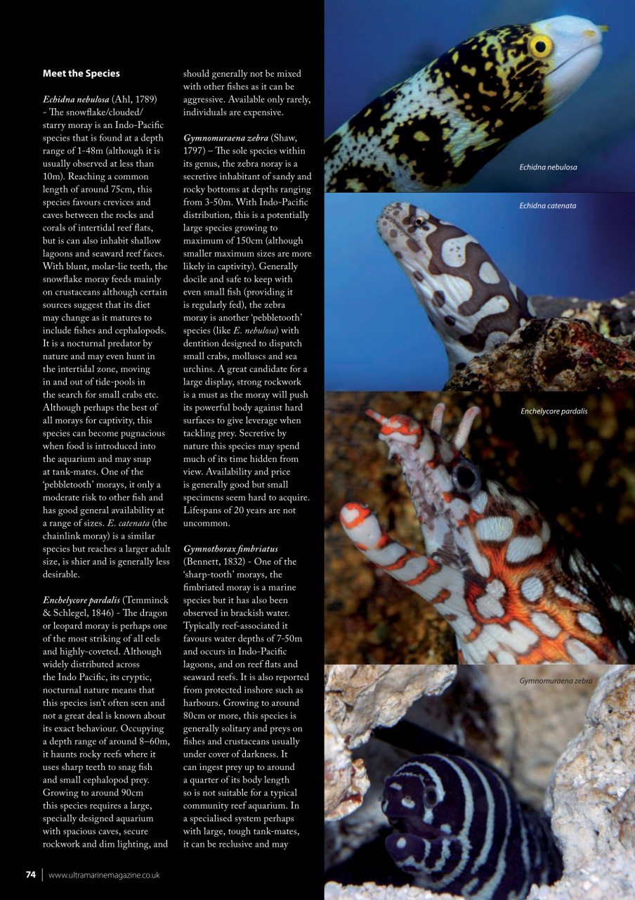 UltraMarine Magazine Preview Pages