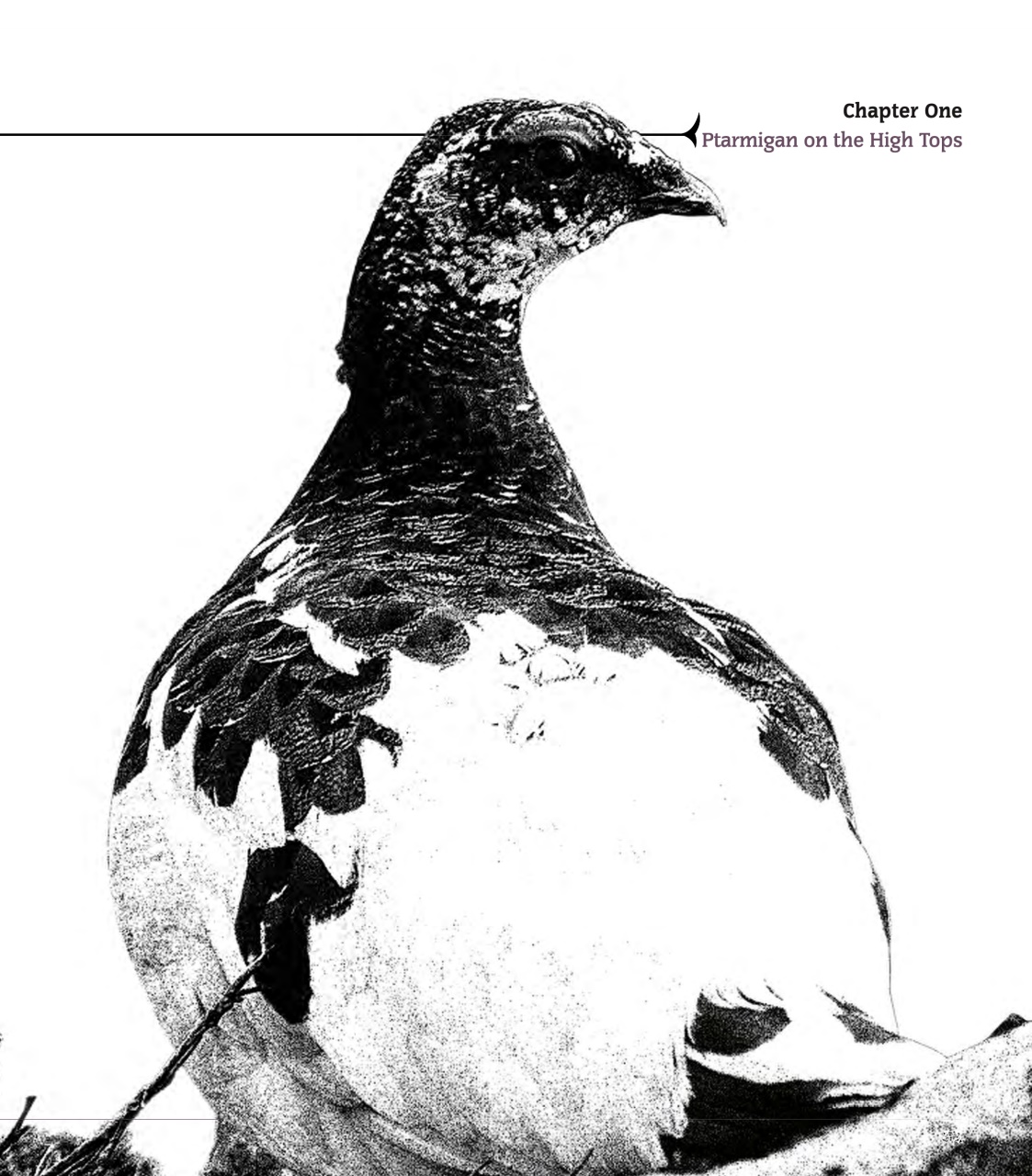 Sporting Rifle Books Preview Pages