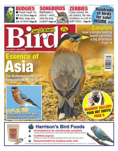 Cage & Aviary Birds issue No.5810 Essence of Asia
