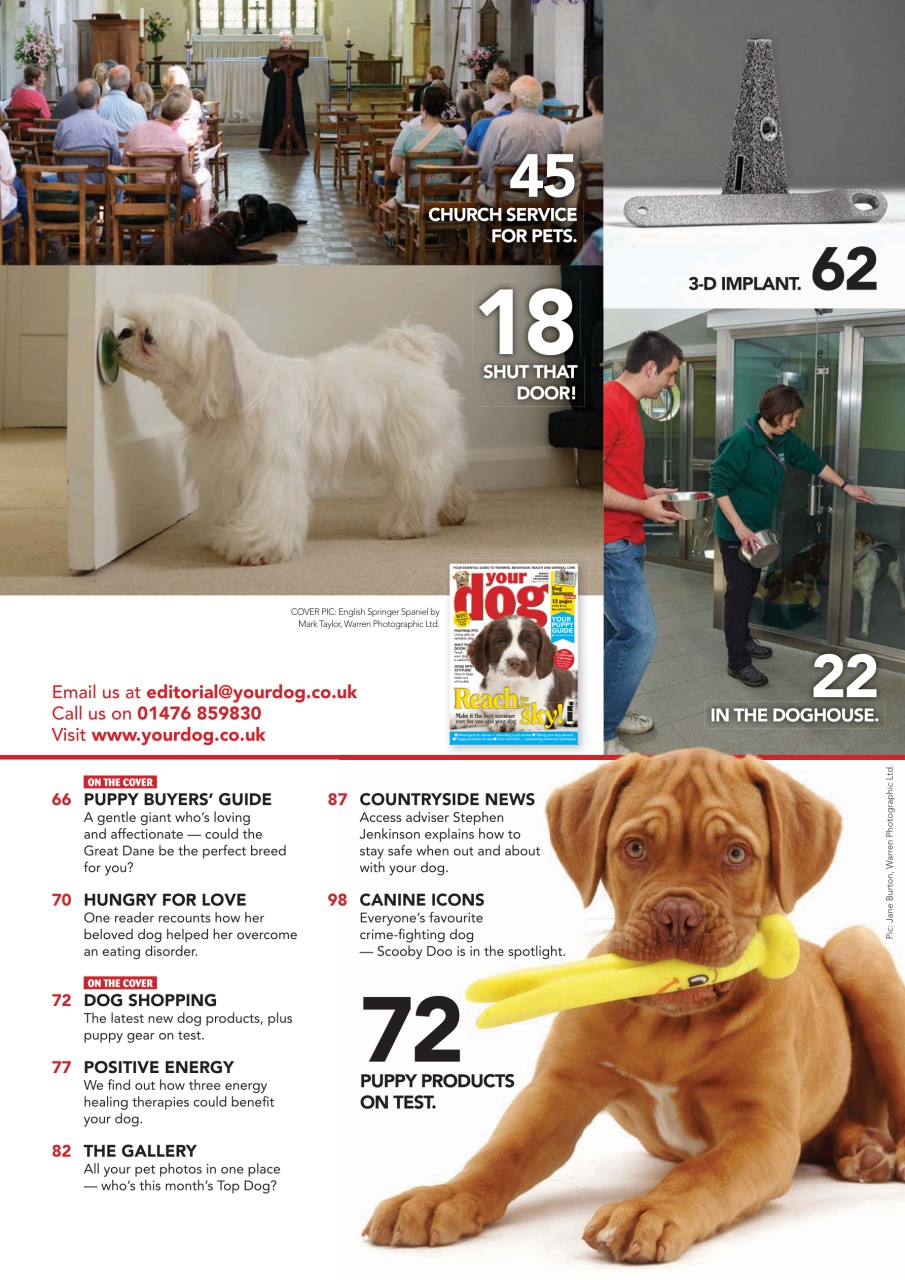 Your Dog Preview Pages