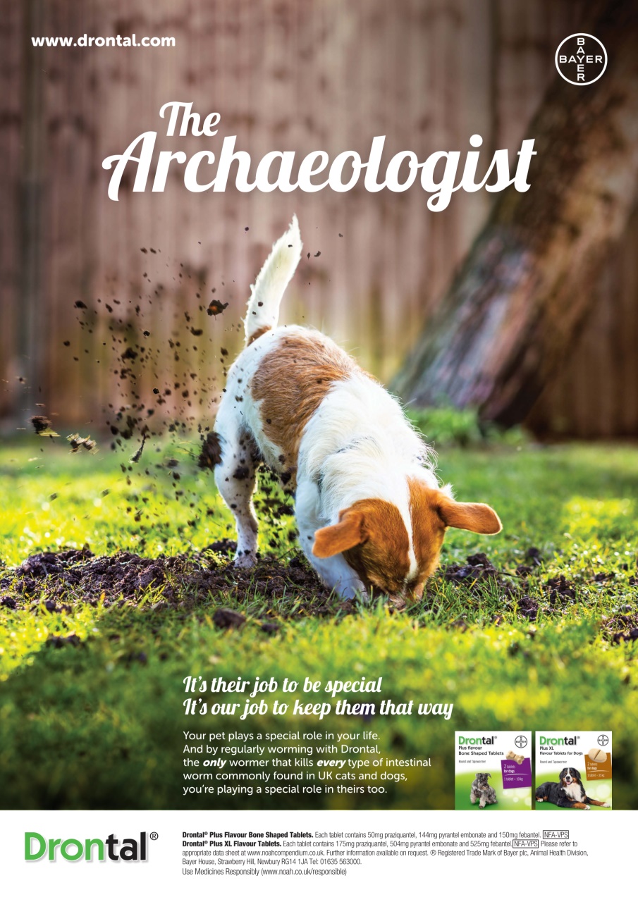 Dogs Today Magazine Preview Pages