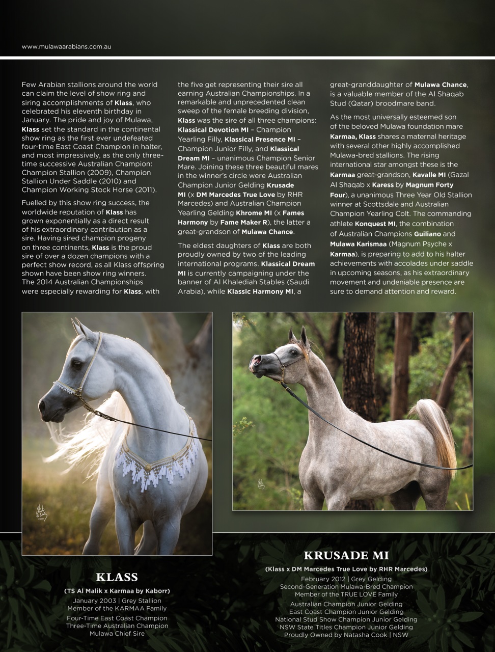 Arabian Studs & Stallions Preview Pages