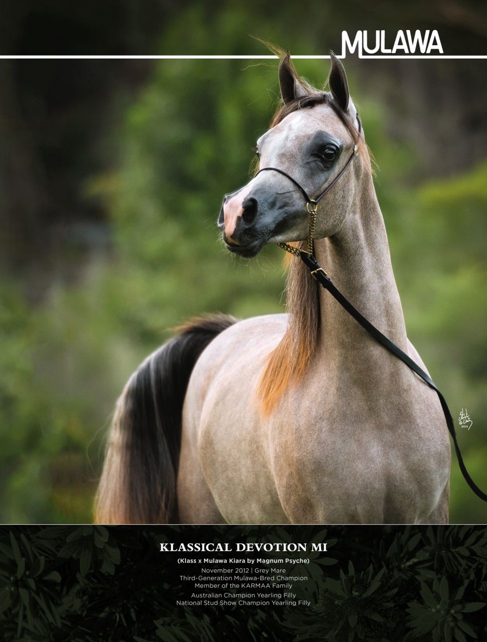 Arabian Studs & Stallions Preview Pages
