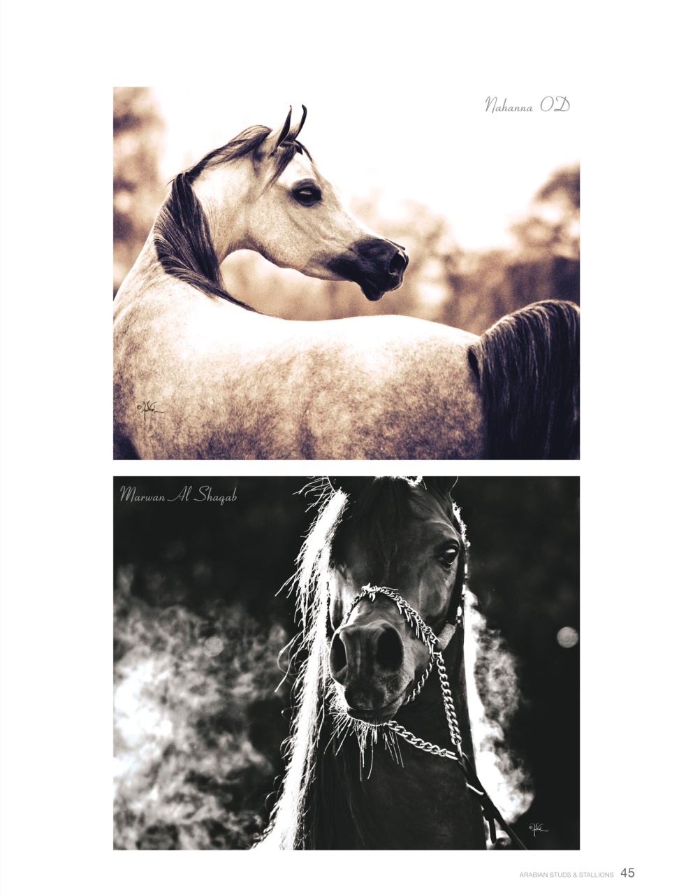 Arabian Studs & Stallions Preview Pages