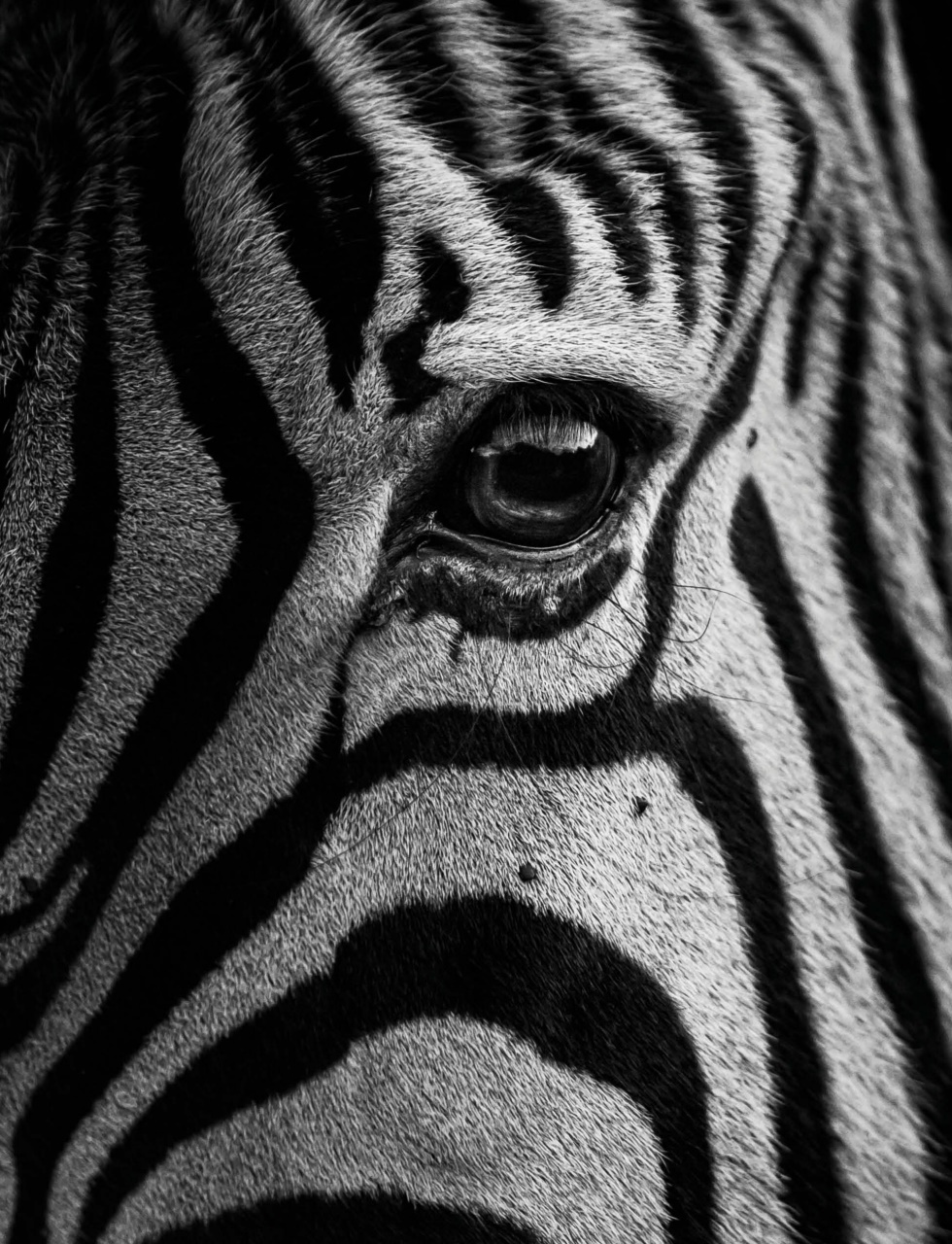 Black+White Photography Preview Pages