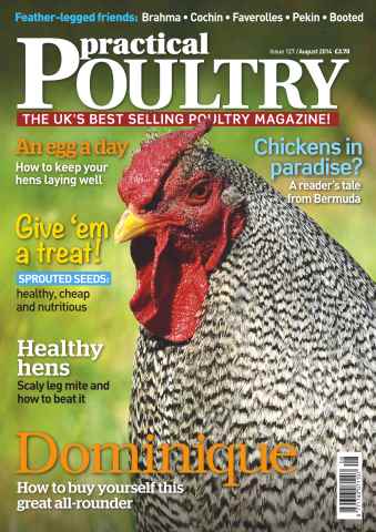 Practical Poultry issue No.127 Dominique