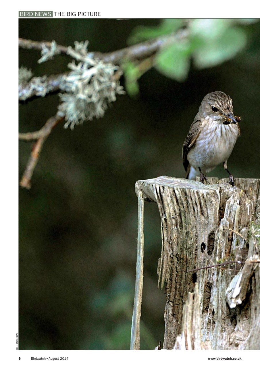 Birdwatch Magazine Preview Pages