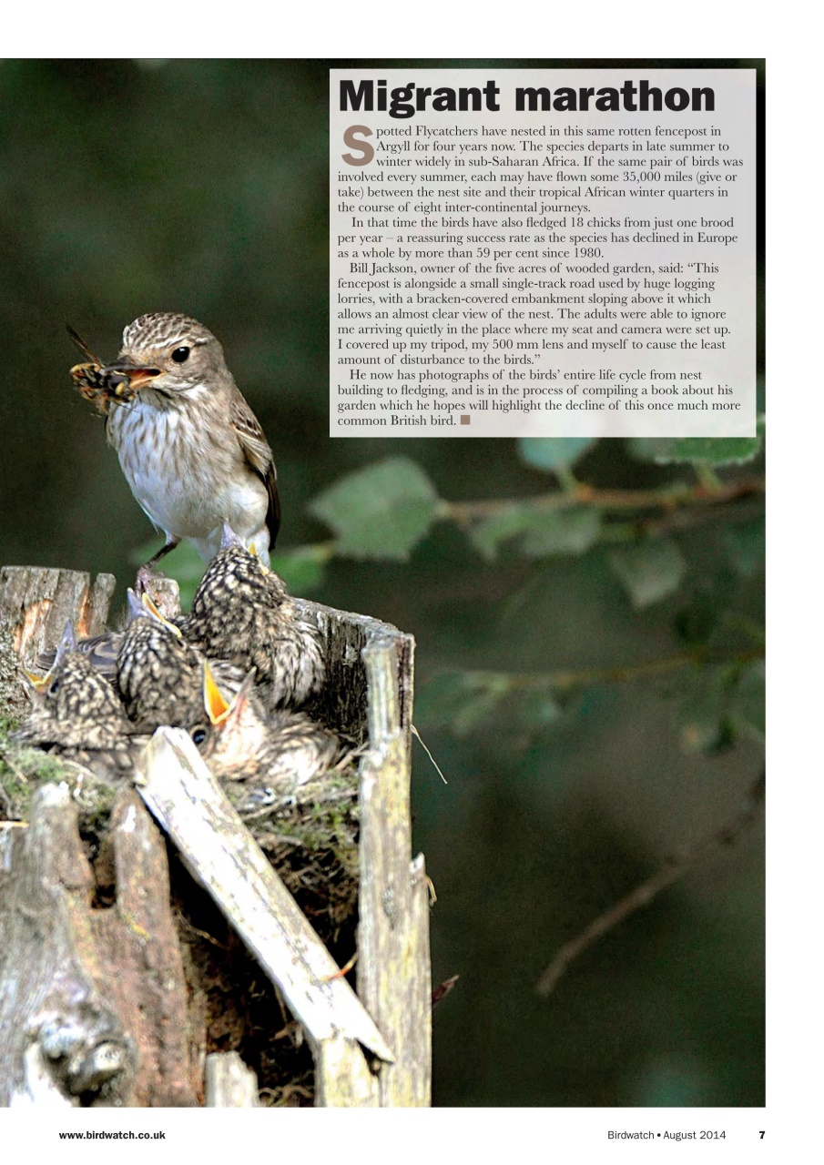 Birdwatch Magazine Preview Pages