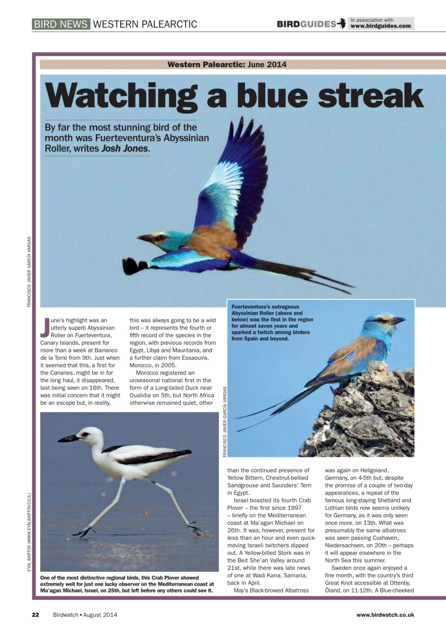 Birdwatch Magazine Preview Pages