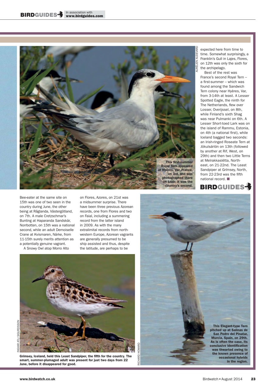 Birdwatch Magazine Preview Pages