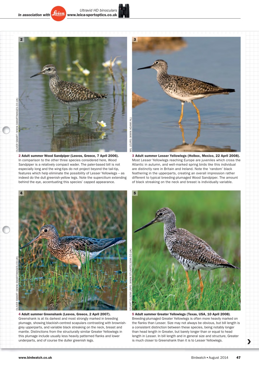 Birdwatch Magazine Preview Pages