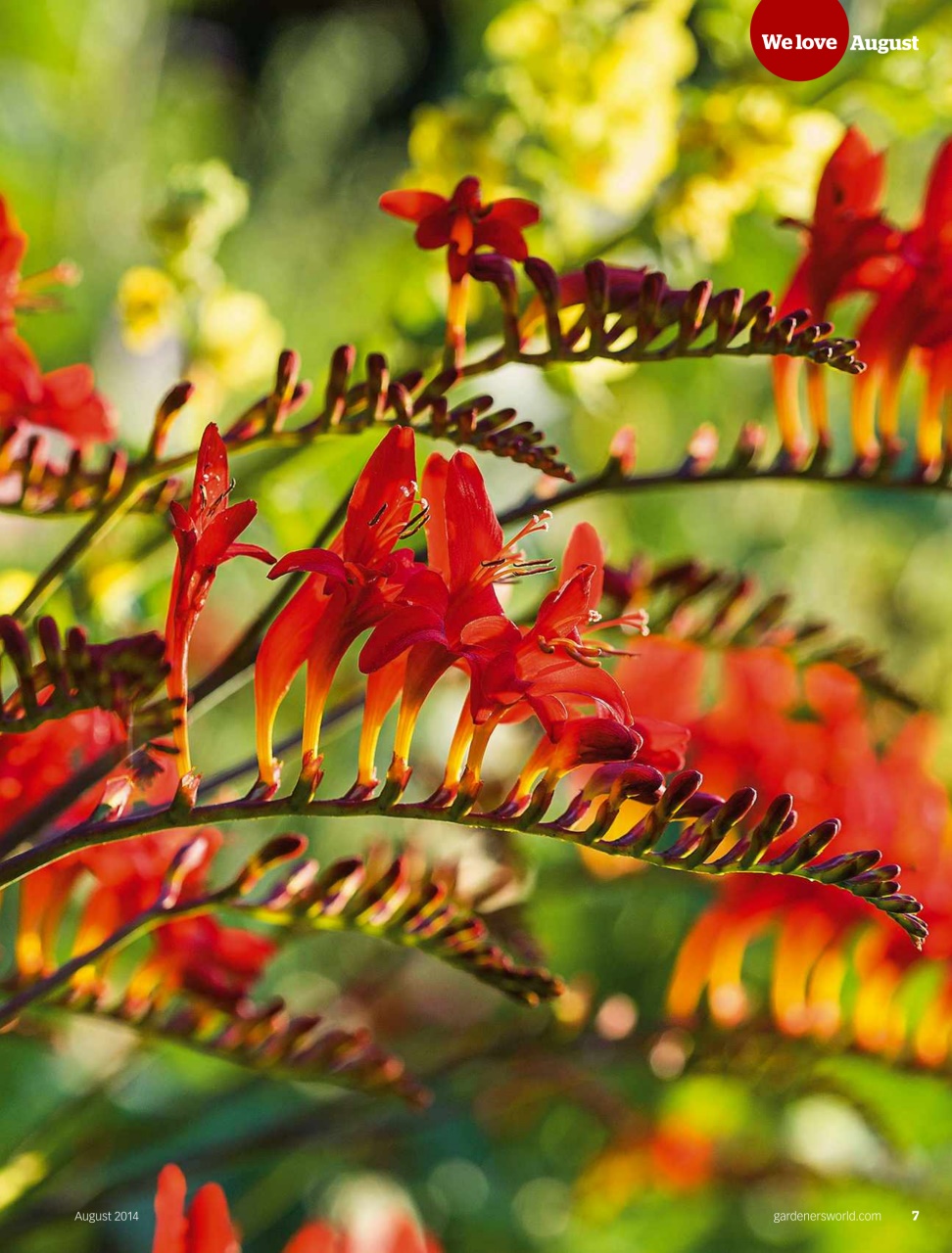 BBC Gardeners’ World Magazine Preview Pages